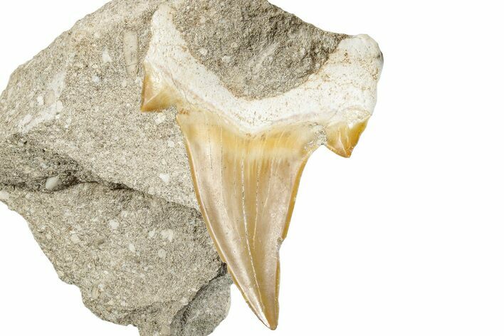Otodus Shark Tooth Fossil in Rock - Morocco #273644